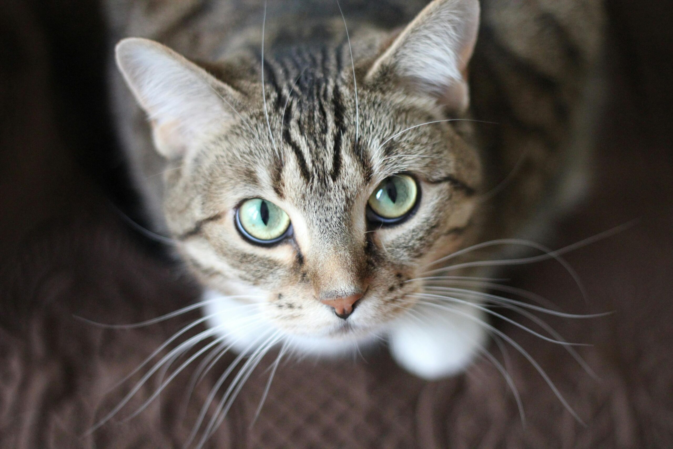 Tofų kraikas katėms: Skanūs ir sveikas gyvūnų maistas.